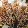 Wheatland Heirloom Grain Sorghum/Milo