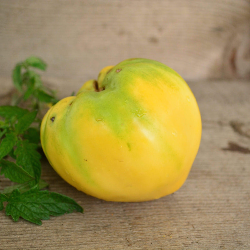 White Oxheart Heirloom Tomato