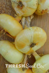 Borettana Yellow Cipollini Onion