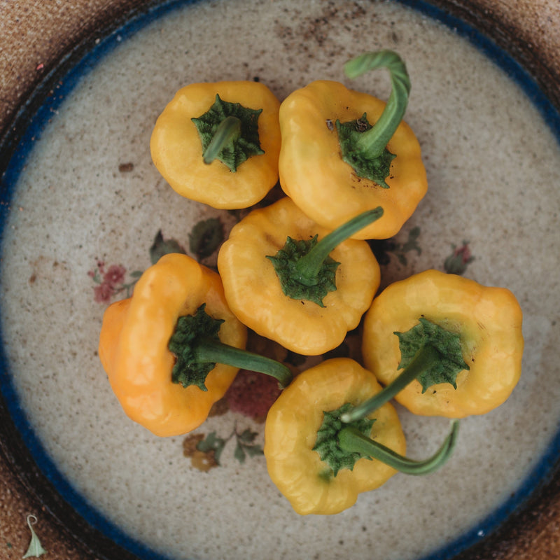 Yellow Scotch Bonnet Pepper